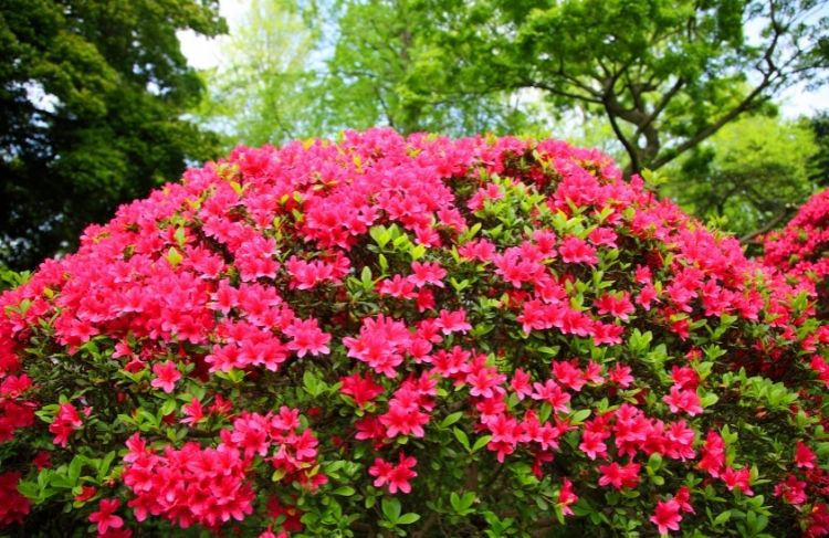 Forl&aelig;ng rododendronbedets blomstringstider med azalea&nbsp;
